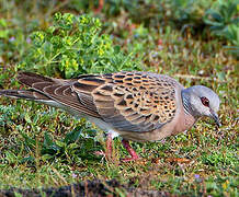 European Turtle Dove