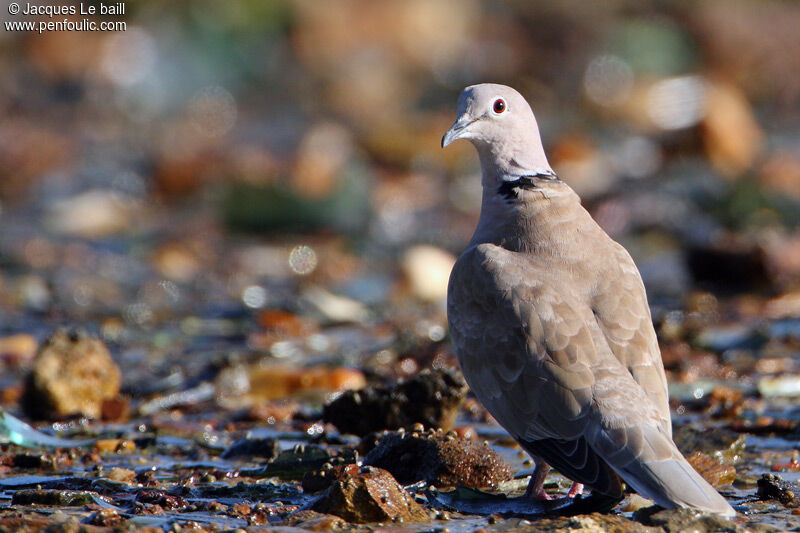 Eurasian Collared Dove