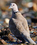 Eurasian Collared Dove