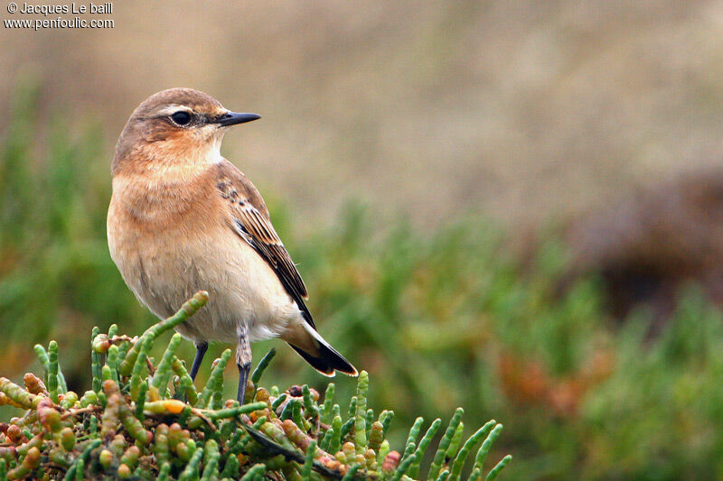 Northern Wheatear, identification