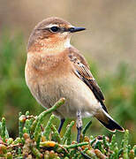 Northern Wheatear