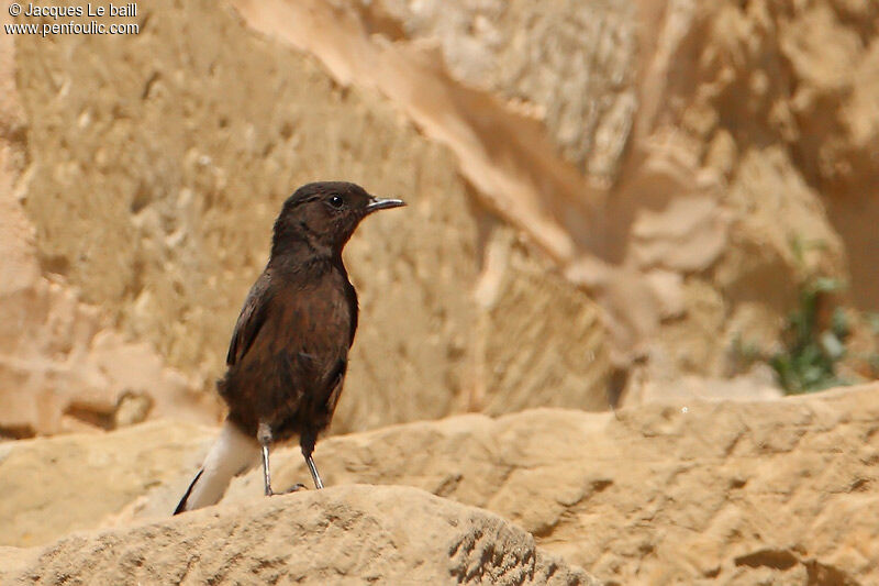 Black Wheatear