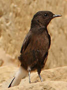 Black Wheatear