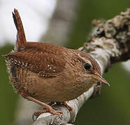 Eurasian Wren