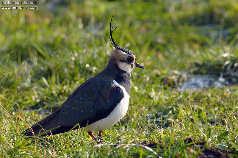 Northern Lapwing