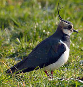 Northern Lapwing