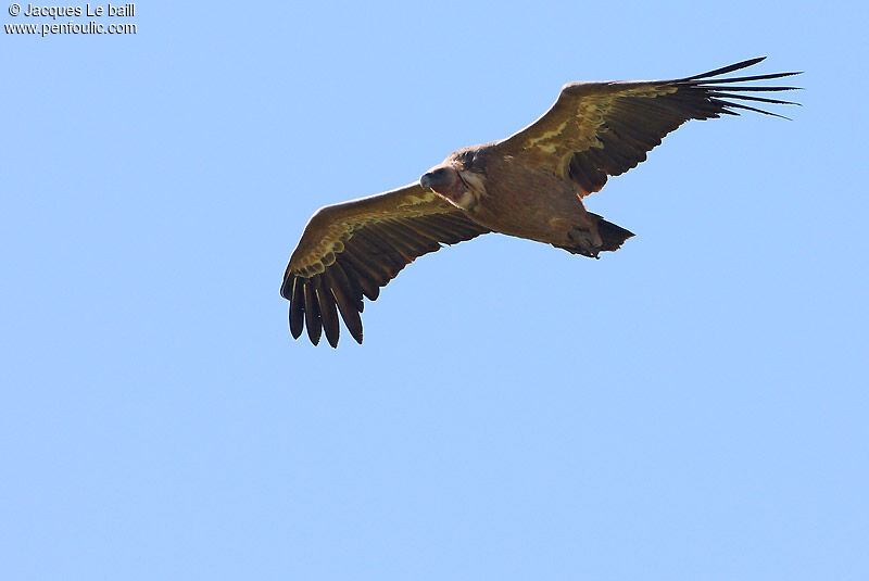 Vautour fauve