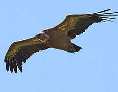 Griffon Vulture