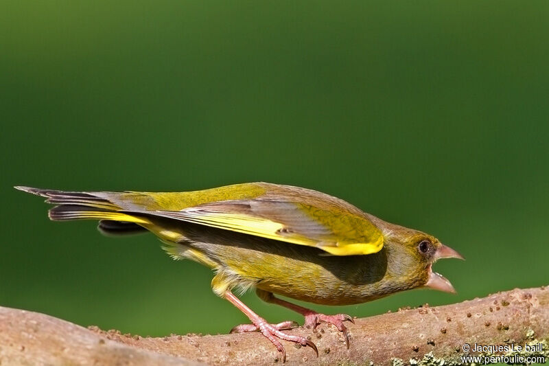 European Greenfinch, Behaviour