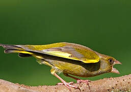 European Greenfinch