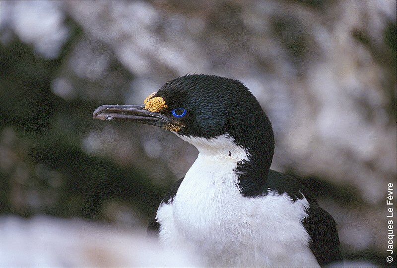 Kerguelen Shagadult