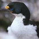 Cormoran des Kerguelen