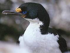 Cormoran des Kerguelen