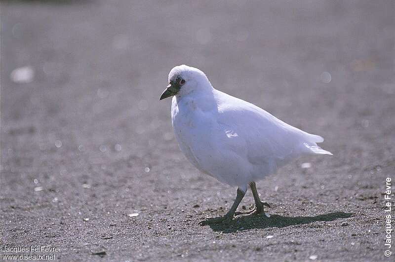 Black-faced Sheathbilladult