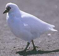 Black-faced Sheathbill