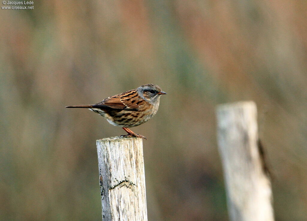 Dunnock