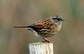 Dunnock