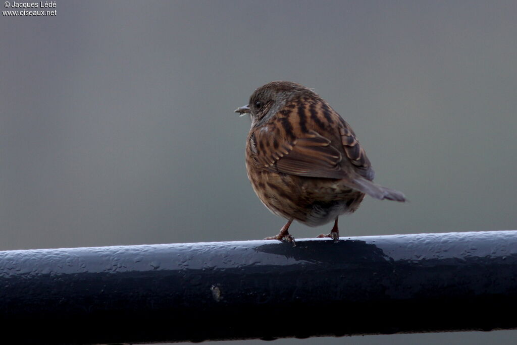 Dunnock