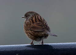 Dunnock