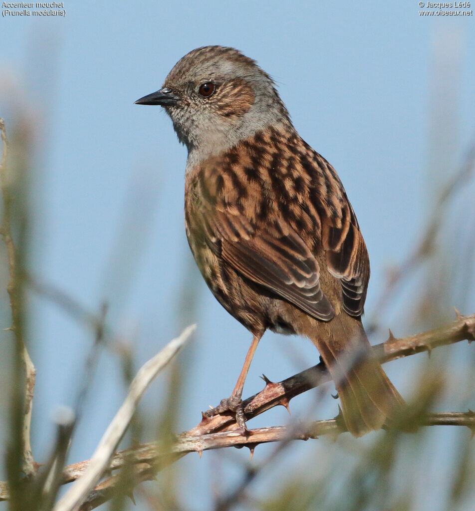 Dunnock