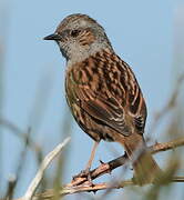 Dunnock