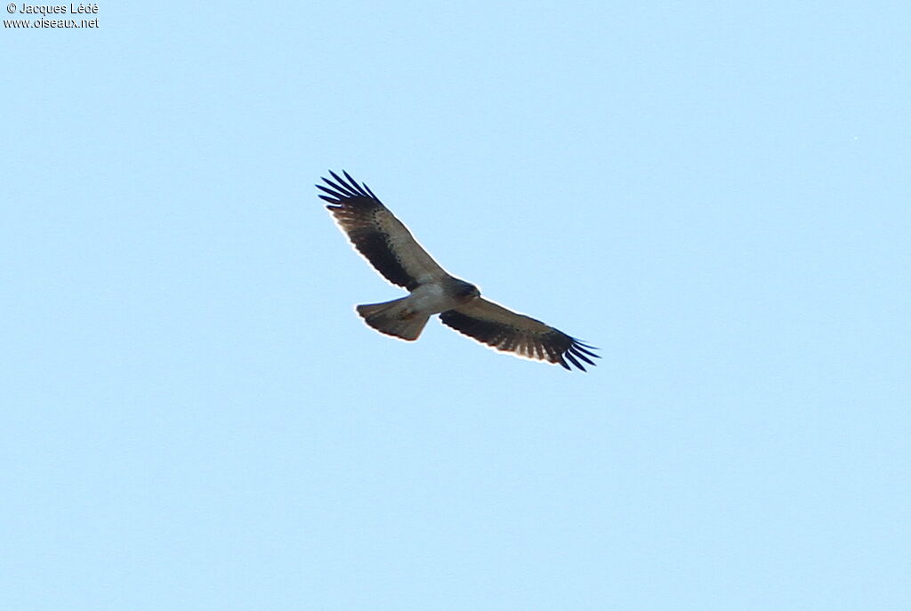 Booted Eagle