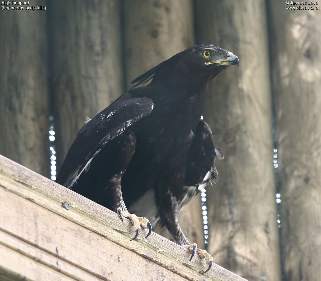 Long-crested Eagle