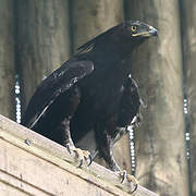 Long-crested Eagle