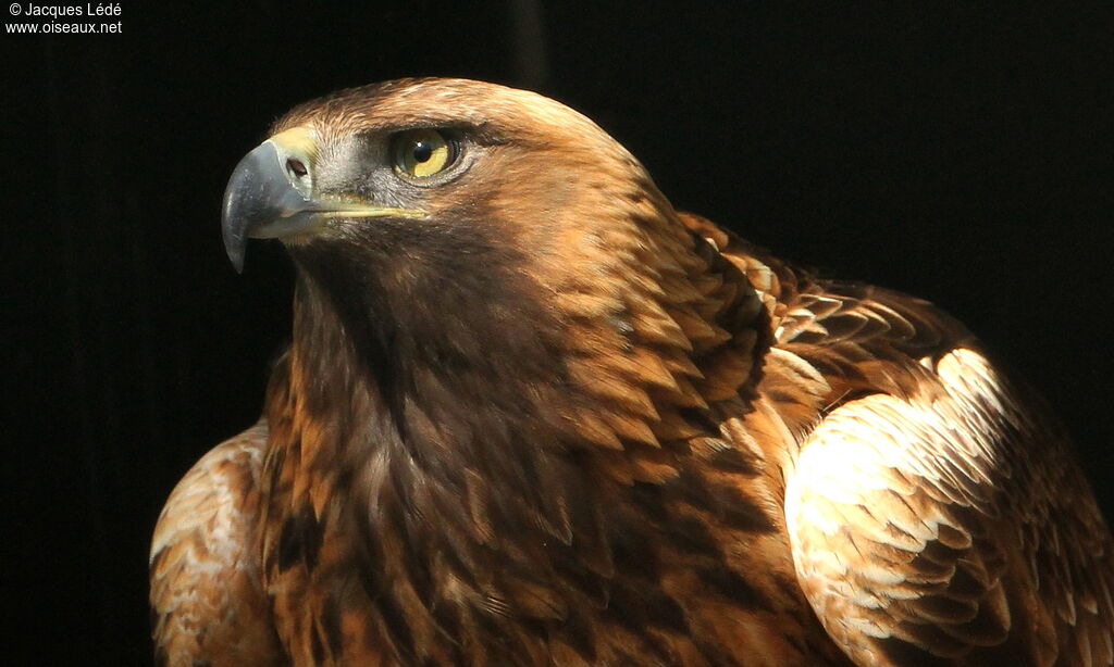 Golden Eagle