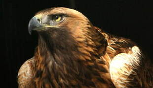 Golden Eagle