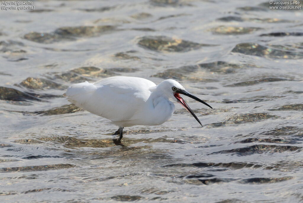 Aigrette garzette