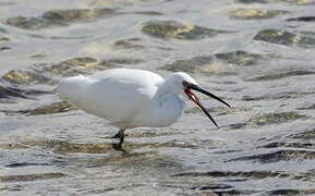 Little Egret