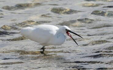 Aigrette garzette