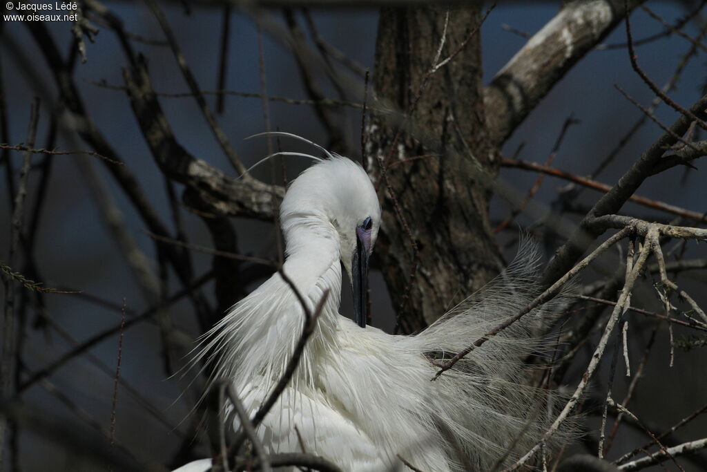 Aigrette garzette