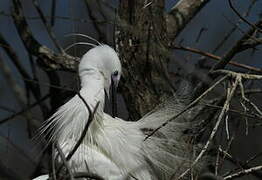 Little Egret