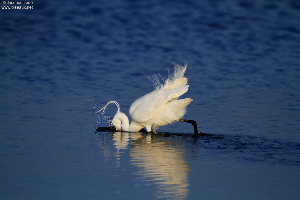 Little Egret