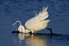 Aigrette garzette