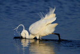 Little Egret