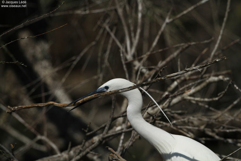 Little Egret