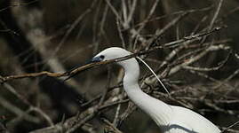 Aigrette garzette