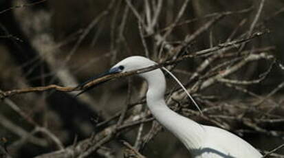 Aigrette garzette