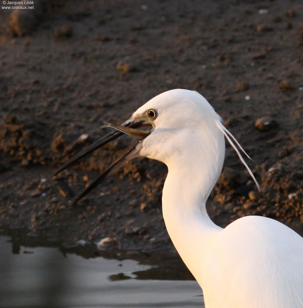 Little Egret