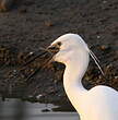 Aigrette garzette