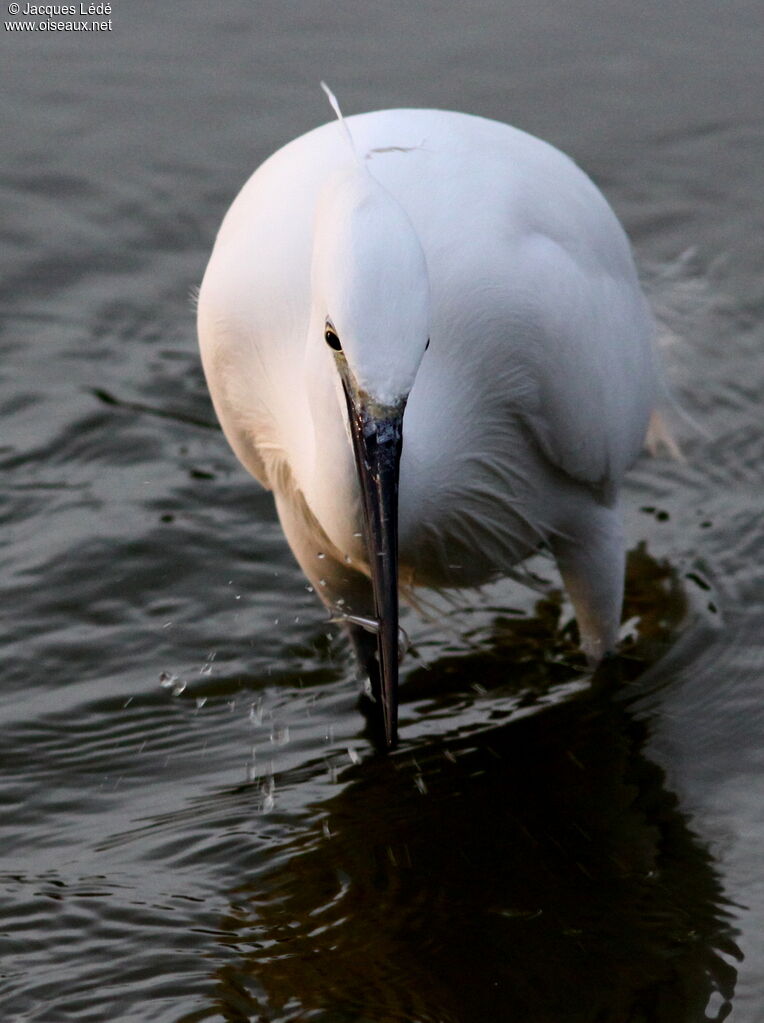 Aigrette garzette