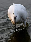 Little Egret