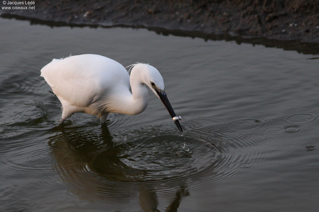 Little Egret