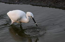 Little Egret