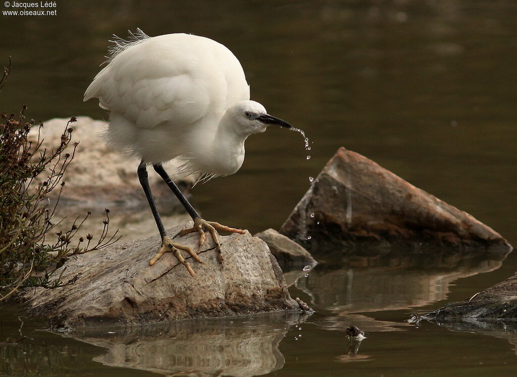 Little Egret