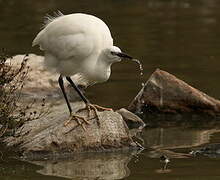 Aigrette garzette