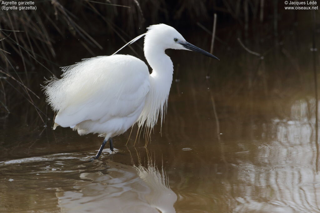 Aigrette garzette